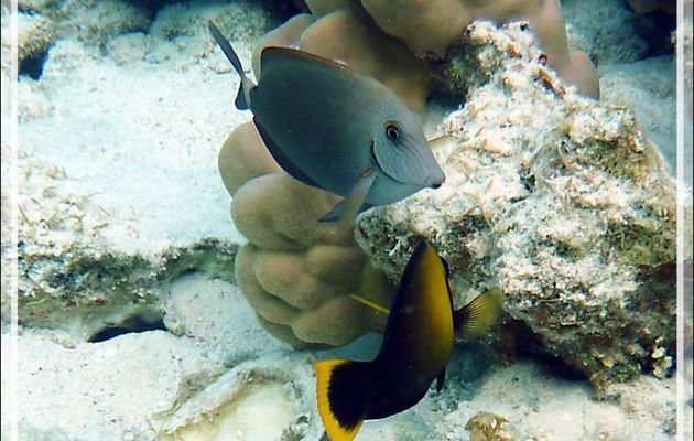 Poisson chirurgien à tête grise, Bluelined Surgeonfish (Acanthurus nigroris) - Lagon de la Pension Kuriri - Maupiti - Polynésie française