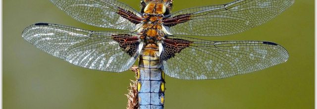 Libellule Déprimée (2) Libellula depressa