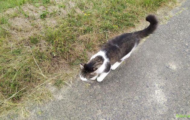 photos plaisir -  Miaou 