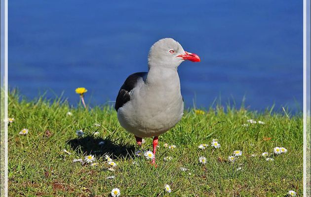 Goéland de Scoresby,  Dolphin gull, Gaviota patagona (Leucophaeus scoresbii) - Ushuaïa - Terre de Feu - Argentine