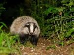 PERIODE 2: les animaux de la forêt