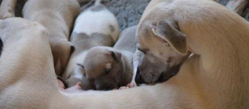 Une maman, tendre, comme tout le monde devrait l'être....