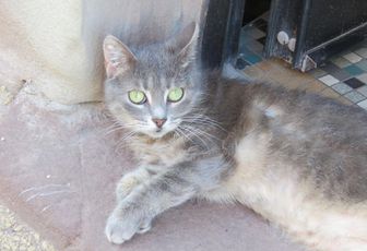 un minou à Saverne
