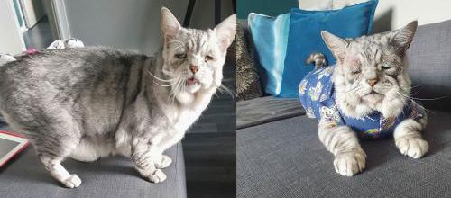 Toby le chat atteint du syndrome d'Ehlers-Danlos