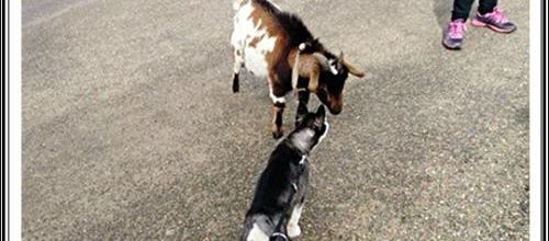 Drôles de rencontres (21 mars 2018)