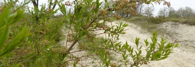 Coriaria myrtifolia - corroyère à feuilles de myrte - redoul