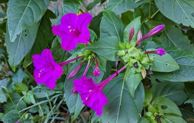 photos plaisir dans le jardin