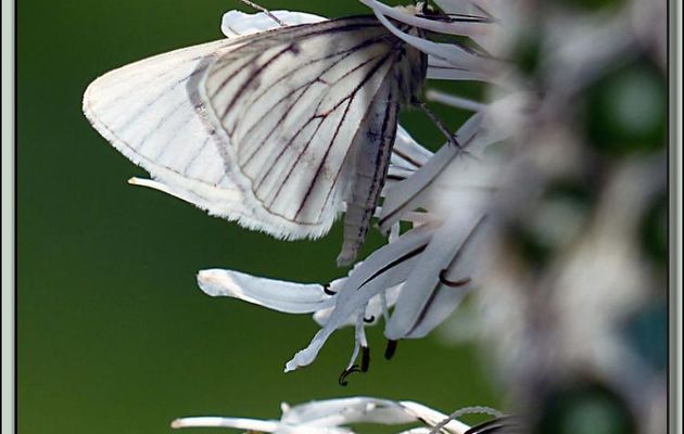 Papillon de nuit sur fleur d'asphodèle - Vallon d'Esquierry - Oô - 31