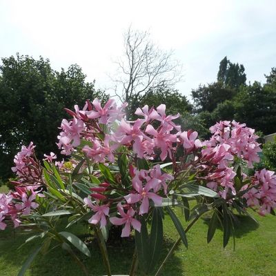 Si beaux les lauriers rose ... mais "méfiance" ...