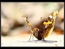 Vulcain (Vanessa atalanta Linnaeus) - Nymphalidae