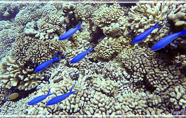 Anthias mauve, Amethyst anthias (Pseudanthias pascalus) - Passe Tumakohua (passe sud) - Atoll de Fakarava - Tuamotu - Polynésie française
