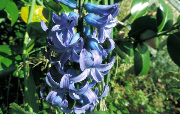 des fleurs de mon jardin !