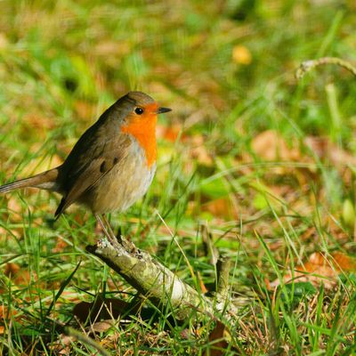 Variation sur un rouge-gorge...