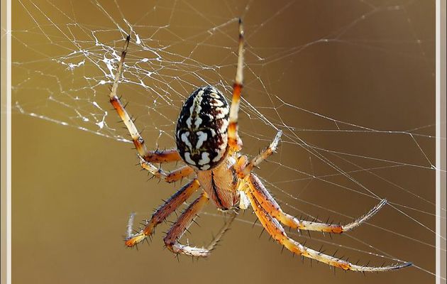 Araignée "Épeire byzantine", nom personnel car cette araignée n'a pas de nom vernaculaire (Neoscona byzanthina) - Les Portes-en-Ré - 17