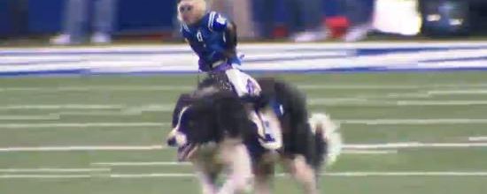 L'incroyable chevauchée d'un singe sur un chien