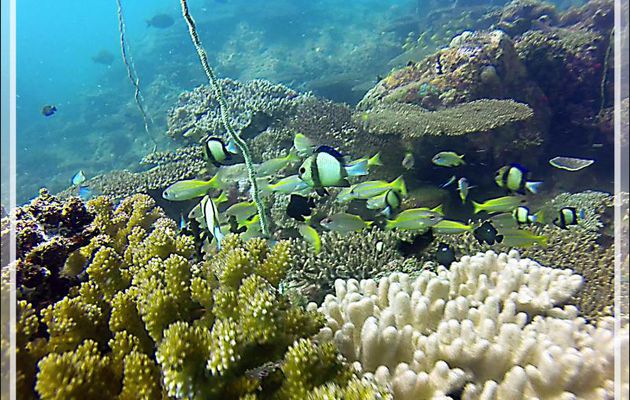 Aquarium - Nosy Tsarabanjina - Nosy Mitsio - Madagascar