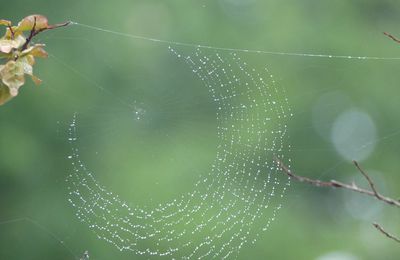 Un joli collier offert par Dame Nature...