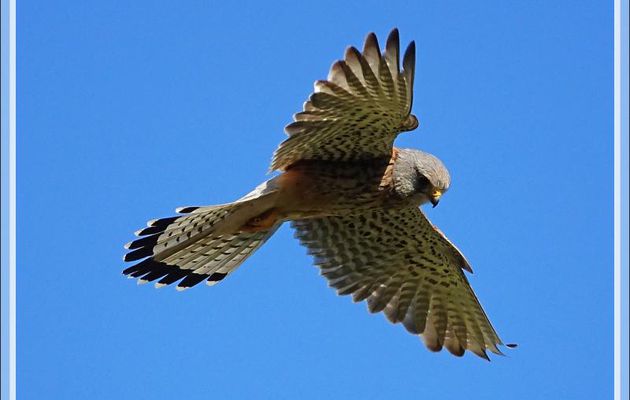 Faucon crécerelle en "vol du Saint-Esprit", Common Kestrel (Falco tinnunculus) - La Couarde-sur-Mer - Ile de Ré - 17