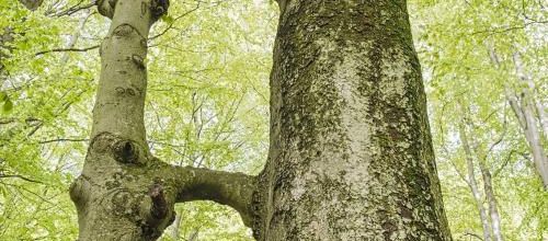 Un arbre... oui, mais quel arbre !!!