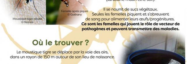 Moustique tigre dans l'Aisne