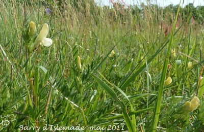 Vicia lutea  -  vesce jaune