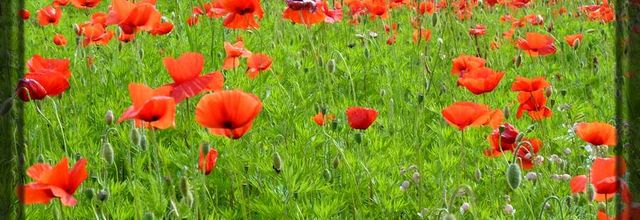 Gentil coquelicot Madame