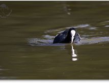 Foulque macroule - Fulica atra