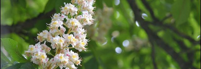Rambouillet : Fleurs de marronnier