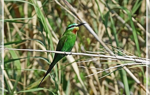 Guêpier de Perse, Blue-cheeked Bee-eater (Merops persicus) - Safari nautique - Parc National de Chobe - Botswana