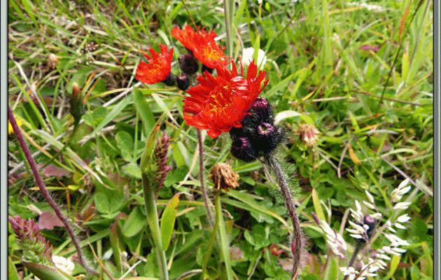 La petite fleur dans la prairie : épervière orangée (Hieracium aurantiacum) - Port Stanley - Falkland Islands, Iles Malouines, Islas Malvinas