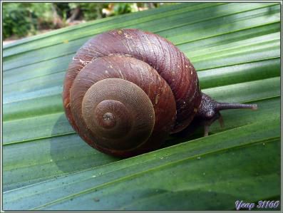 Escargot indéterminé - Praslin - Seychelles