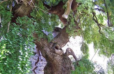 Un sophora pleureur à Châtillon sur Seine...