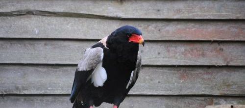 Le Bois des Aigles- Visite du 19 décembre 2015 ! 
