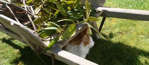 Dimanche au jardin .