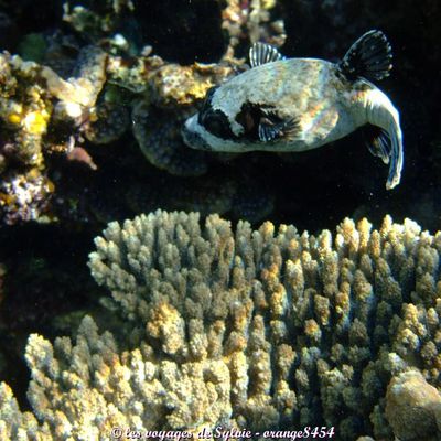 Egypte Makady bay 