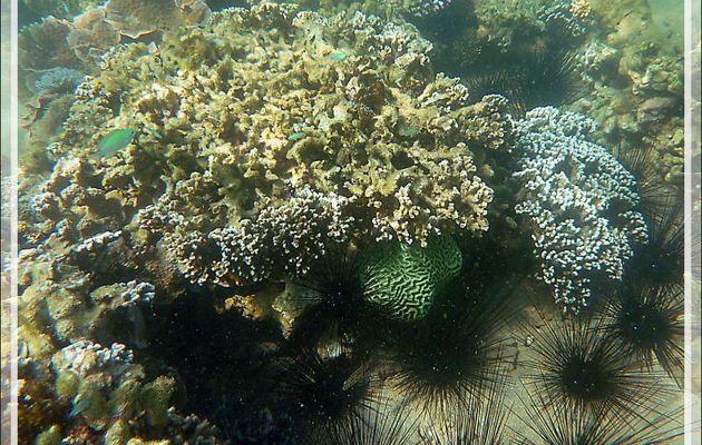 Impossible de m'approcher de ce beau corail-cerveau vert à cause des oursins-diadèmes - Nosy Sakatia - Madagascar