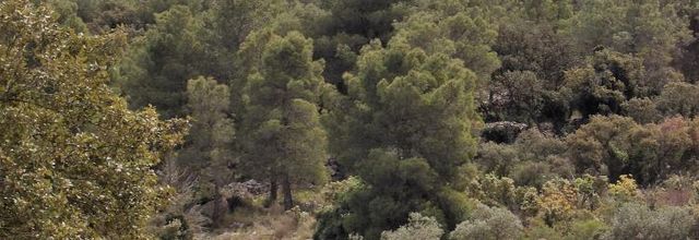 La garrigue..dans le Massif de La Gardiole..