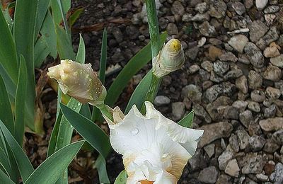 Les iris,des fleurs prestigieuses….