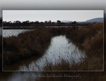 Réserve naturelle les Salines (Hérault)