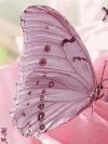 PETITES ATTENTIONS