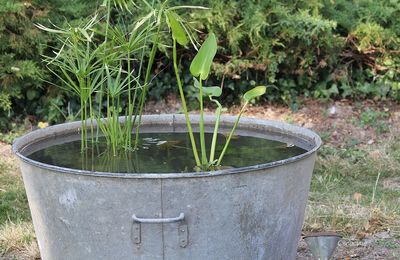 Un zeste de fraîcheur au jardin