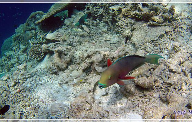 Poisson-perroquet grand bleu, Indian ocean steephead parrotfish (Chlorurus strongylocephalus) femelle - Athuruga - Atoll d'Ari - Maldives