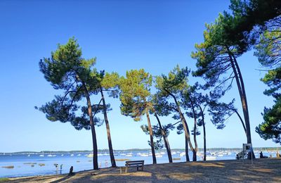 EB - Le pin qui penche, plage de l'Aérium...