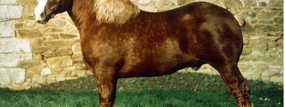  le trait Breton  ( cheval )