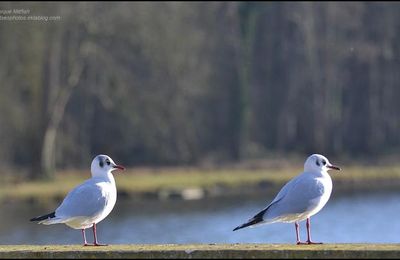 Rambouillet : Les mouettes rieuses s'installent pour l'hiver