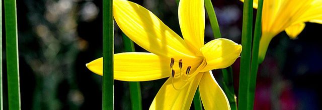 Mon jardin - quelques fleurs (4)