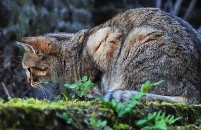 Dimanche c'est chat 