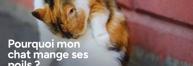 Pourquoi mon chat mange ses poils