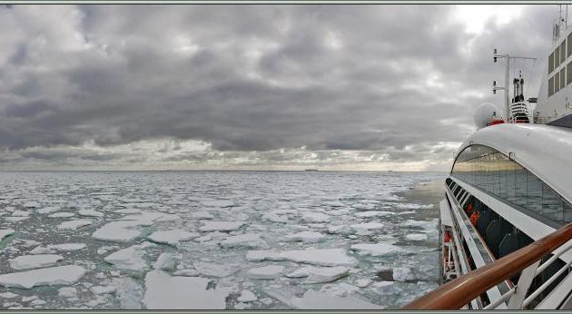 26/02/2022 suite : nombreuses observations de glaçons et de floes ayant recueillis des "Penguins" Adélie (Manchots Adélie) en cours de mue - Cap Colbeck - Mer de Ross
