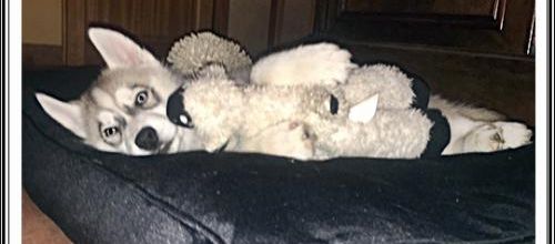 Vous avez dit doudou ? (9 mai 2017)
